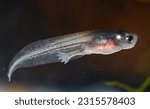 A tadpole of Hymenochirus boettgeri (african dwarf frog), a species of aquatic frog native of Equatorial Africa.