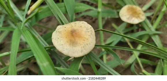 Tadpole Mushroom In Moist Jungle Habitat