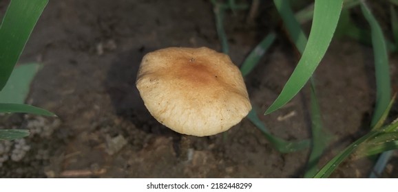 Tadpole Mushroom In Moist Jungle Habitat