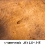 Tadpole in shallow streambed water