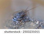 Tadpole shrimp (Triops carniformis), macrophoto, in a puddle on areas formerly used by the military, today the protected landscape area of ​​Brdy, Czech Republic