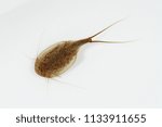 tadpole shrimp at white background