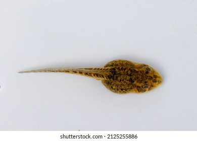 Tadpole Of The Water Holding Frog