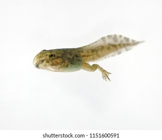 Tadpole with white background. - Shutterstock ID 1151600591