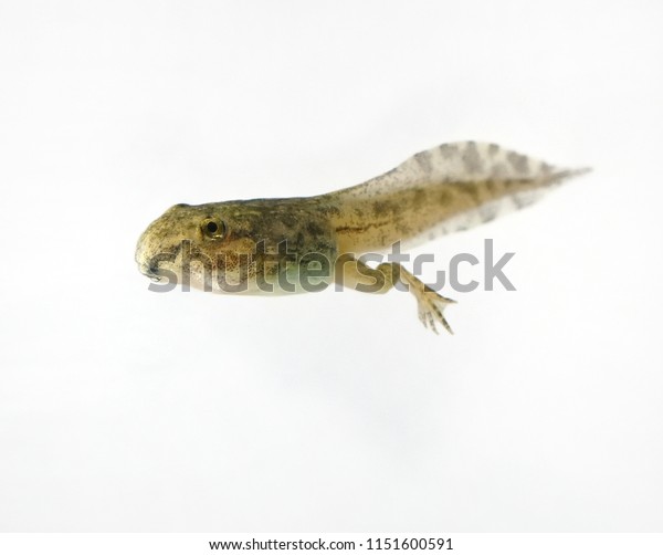 Tadpole White Background Stock Photo 1151600591 | Shutterstock