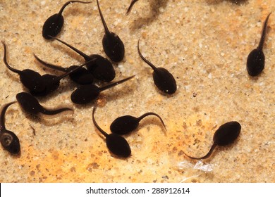tadpoles in the fresh water as nice spring background - Shutterstock ID 288912614