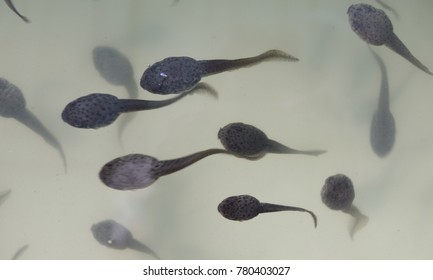 Tadpoles 
frog life cycle - Shutterstock ID 780403027