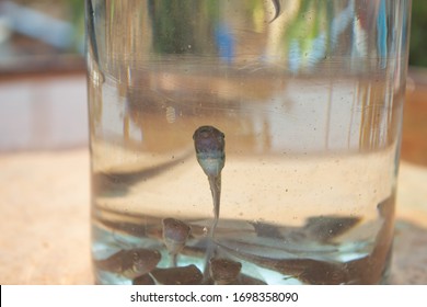 Tadpoles Inside Glass Bottle, Glass Jar, Transparent Container Surfacing To Take A Breath. Baby Frog/tadpole Swimming In Glass Jar With Wood Cover.