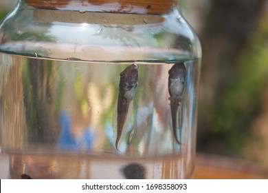 Tadpoles Inside Glass Bottle, Glass Jar, Transparent Container Surfacing To Take A Breath. Baby Frog/tadpole Swimming In Glass Jar With Wood Cover.