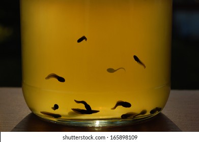 Tadpoles In Jar With Sun Shining Through