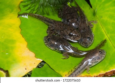 Tadpoles on green leaves lotus in the water.Small animal wildlife.Animal life cycle concept. - Shutterstock ID 1722075610