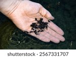 Tadpoles in pond water and palm.