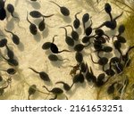 Tadpoles are postembryonic developmental stages - the larvae - of the anuran.