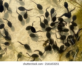 Tadpoles are postembryonic developmental stages - the larvae - of the anuran. - Shutterstock ID 2161653251