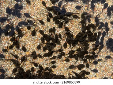 Tadpoles are postembryonic developmental stages - the larvae - of the anuran. - Shutterstock ID 2169860399