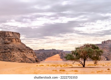 Tadrart Rouge Reg Desert Area Of Tassili N'Ajjer, Djanet. Acacia Tree , Color Gradient Sand, Dry Herbs, Yellow Coloured Sand Stones, Rocky Mountain And Cloudy Grey Colored Covered Sky.