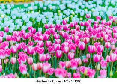 Taean County, South Korea, Taean World Tulip Festival, Chungcheongnamdo. Korea.