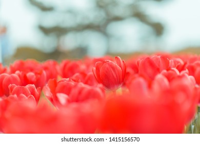 Taean County, South Korea, Taean World Tulip Festival, Chungcheongnamdo. Korea.