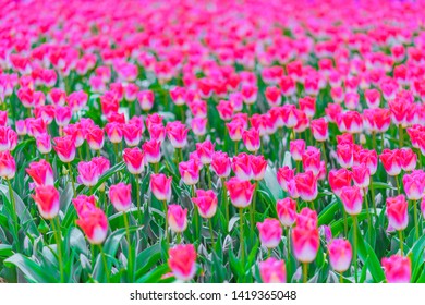 Taean County, South Korea, Taean World Tulip Festival, Chungcheongnamdo Korea.