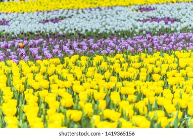 Taean County, South Korea, Taean World Tulip Festival, Chungcheongnamdo. Korea.