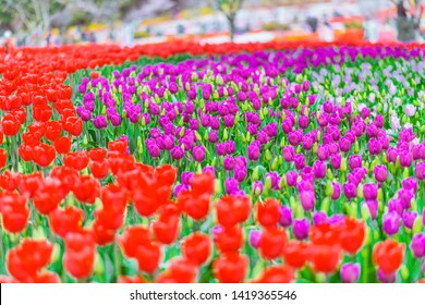 Taean County, South Korea, Taean World Tulip Festival, Chungcheongnamdo. Korea.