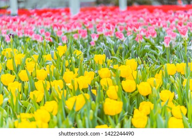 Taean County, South Korea, Taean World Tulip Festival, Chungcheongnamdo. Korea.