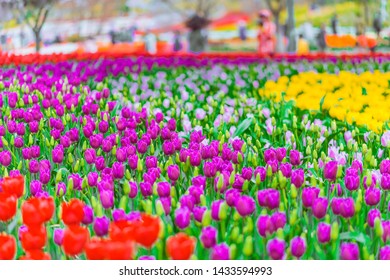 Taean County, South Korea, Taean World Tulip Festival, Chungcheongnamdo Korea.