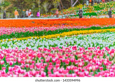 Taean County, South Korea, Taean World Tulip Festival, Chungcheongnamdo Korea.