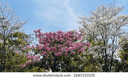 Taebuia is a type of large tree native to Brazil. It's often mistaken for a cherry blossom because it resembles a cherry blossom when it flowers.