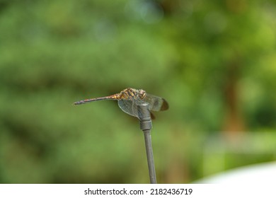 Taegeuk Dragonfly Sitting On Korean Antenna