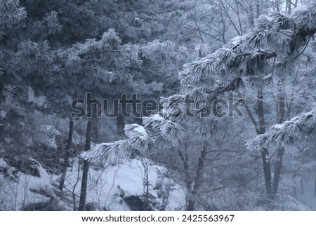 taegi mountain blosson of snow in korea
