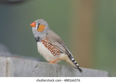 Taeniopygia Guttata Stock Photo 488166376 | Shutterstock