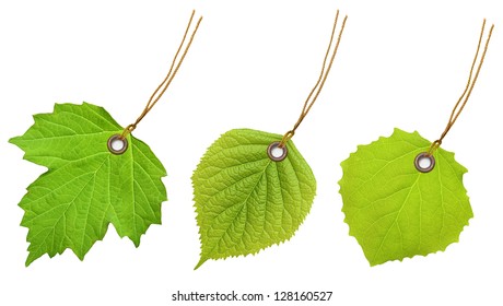 Tag Label Green Leaf Isolated On White Background.