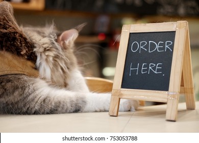 cat ordering food