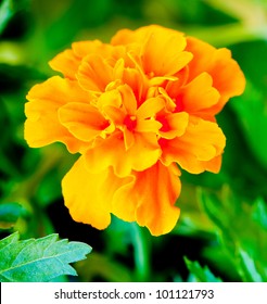 Tagetes