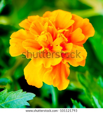 Tagetes