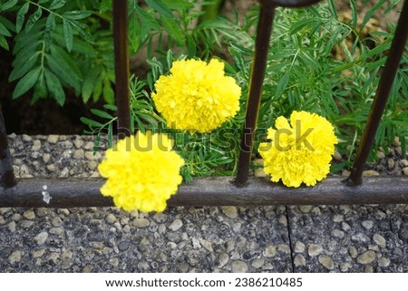 Tagetes erecta blooms with lemon-yellow flowers in August. Tagetes erecta, the Aztec marigold, Mexican marigold, big marigold, is a species of flowering plant in the genus Tagetes. Berlin, Germany