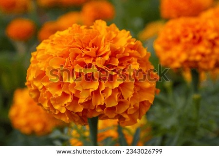 Tagetes erecta. Close up of beautiful orange marigold flower (Tagetes erecta, Mexican, Aztec or African marigold) in the garden. Beautiful bright orange blooming marigold flowers background.