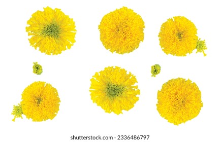 The Tagetes Erecta flower in yellow and green which are in botanic garden, garden, farm with nature blossom bloom very beautiful spring, fresh close up bright. - Shutterstock ID 2336486797