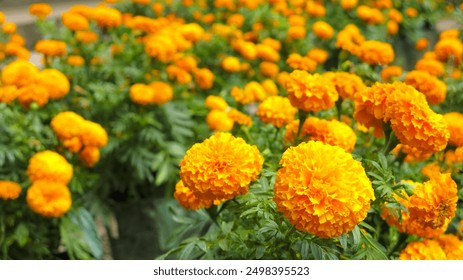 Tagetes erecta, known as African marigold or big marigold. garden of flowery orange marigold pots. - Powered by Shutterstock