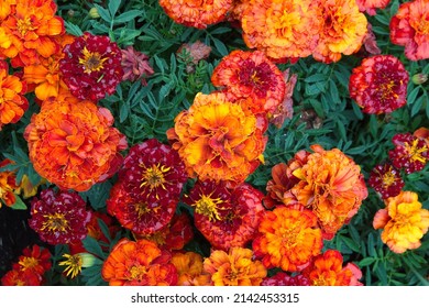 Tagetes erecta, Mexican marigold or Aztec marigold, African marigold  - ornamental and medicinal plant with orange and yellow flowers, species of the genus Tagetes native to Mexico - Powered by Shutterstock