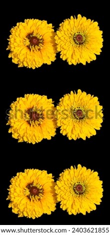 Tagetes erecta, the Mexican marigold or Aztec marigold is a species of the genus Tagetes native to Mexico. Despite its being native to the Americas, it is often called African marigold