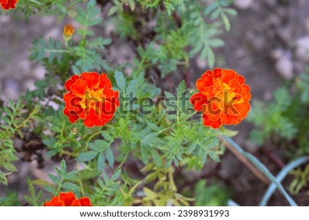 Tagetes erecta,marigold flower, one of tha most beautiful flowers in bangladesh