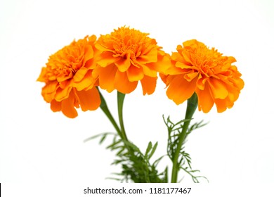 Marigold Flower On White Background Stock Photo 61981747 | Shutterstock