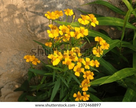 Tagetes lucida is a perennial plant. Other common names include sweet scented marigold, Mexican marigold, Mexican mint marigold, Mexican tarragon, sweet mace and Texas tarragon.