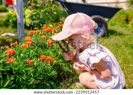 Tagetes, marigolds in a flowerbed in a garden in Ukraine. Cultivation of hybrids of garden plants. The girl studies nature with the help of a magnifying magnifying glass. The child explores the world.