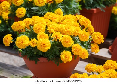 Tagetes patula French marigold in bloom, yellow flowers, green leaves, pot plant full bloom