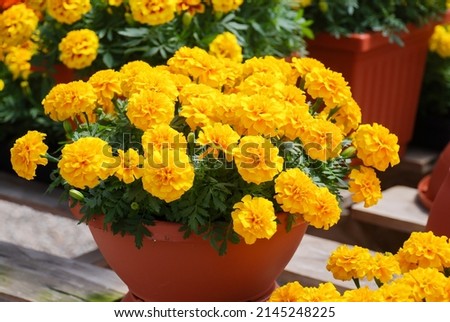 Tagetes patula French marigold in bloom, yellow flowers, green leaves, pot plant full bloom