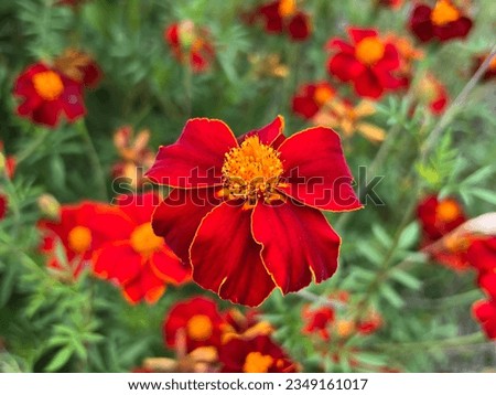 Tagetes patula ‘Burning Embers’ (French Marigold) flowering in late summer