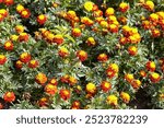 Tagetes patula french marigold yellow orange flower in open ground. Close up beautiful Marigold Petite Harmony flower and leaf in park. Selective focus